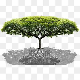 "树荫"