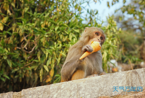 27岁属什么生肖2019今年二十七岁属什么生肖