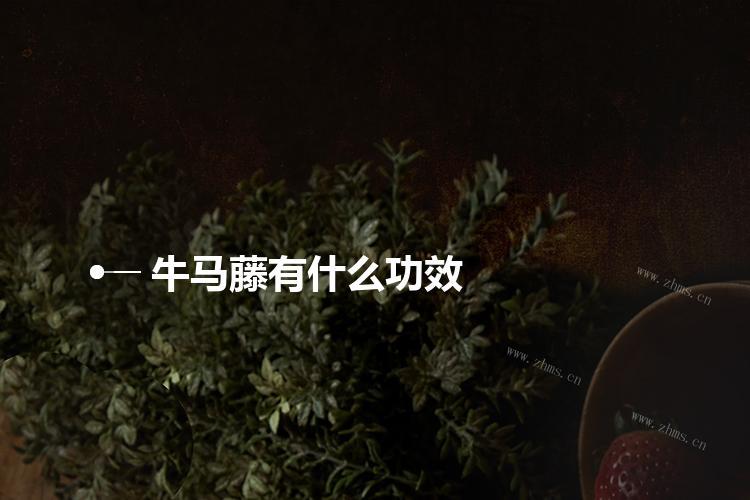 牛马藤有什么作用