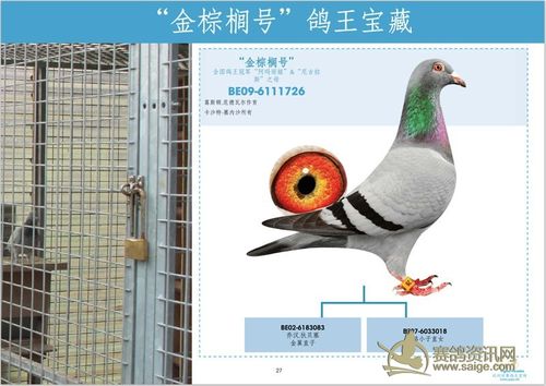葛斯顿奶酪小子为他们带来成功_日志_飞翔之歌 - 赛鸽