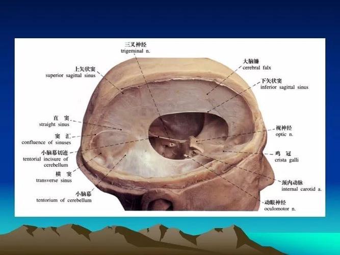 [学习资料]海绵窦的解剖