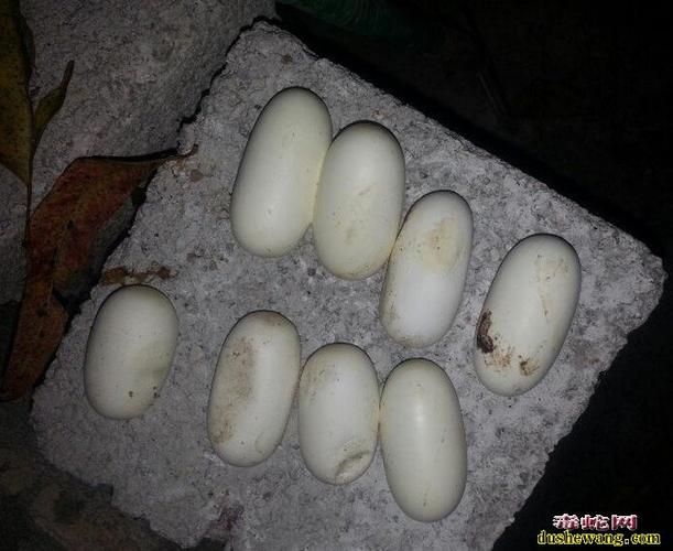 大王蛇蛇蛋