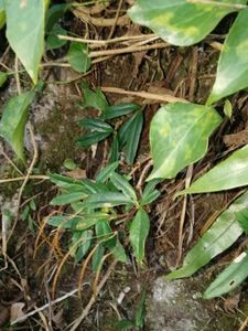 野生石吊兰 黑乌骨 石豇豆 石泽兰 岩石茶 岩泽兰500克