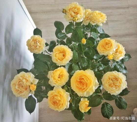 一朵花就能香满整个阳台,阳光古董,被低估的月季切花