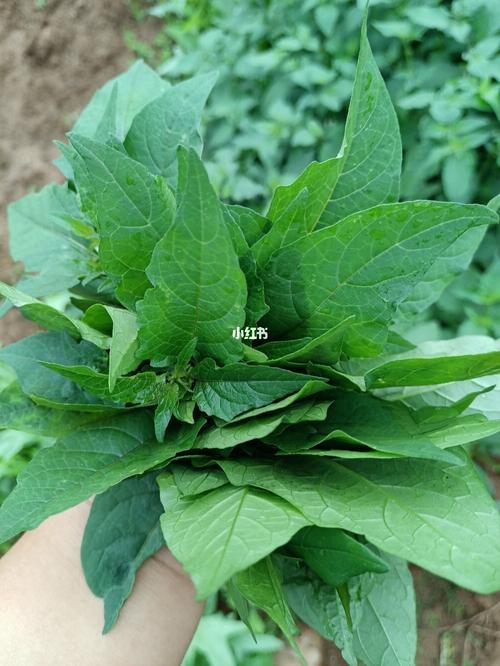 白花菜_野菜_花菜_春天去哪玩_美食_美食展示