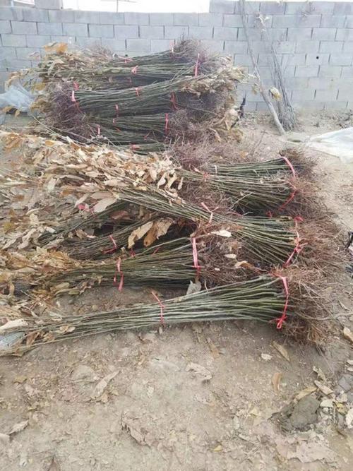 山西5年板栗树苗修剪