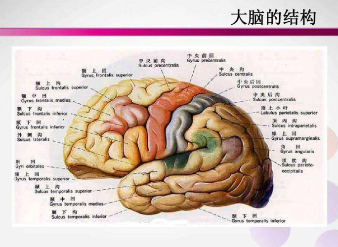 很负责任的告诉你,人们对大脑的认识全部都是错误的