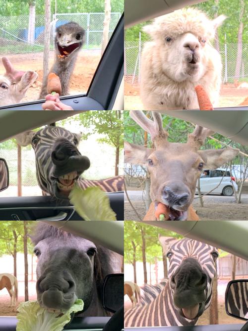 曲阜新鹿动物园_动物园_自驾游_曲阜新鹿动物园攻略_治愈_出行_出行