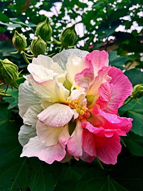 芙蓉花绽出深秋里最美的那抹绚丽20171021