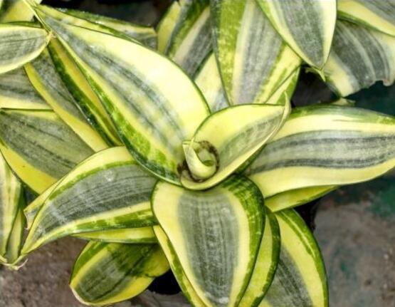 虎皮兰有哪些品种细数虎皮兰最好看的八大品种