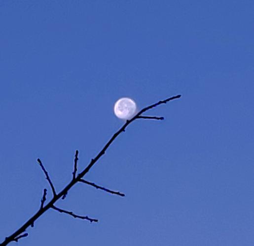 月上枝头