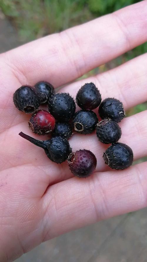 地捻子,小时候的味道