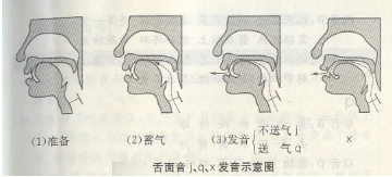 汉语拼音发音舌位图