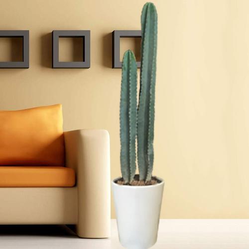 仙人柱绿植量天尺盆栽龙骨仙人掌吸甲醛防辐射北欧植物擎天柱盆景