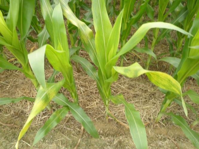 玉米弯孢霉叶斑病图片