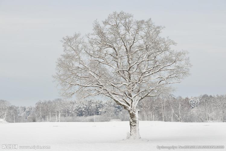 雪中大树图片