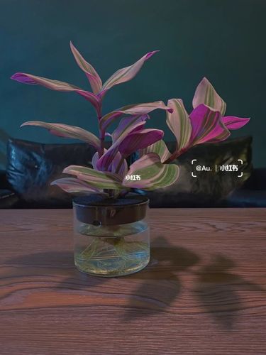 水培油画婚礼吊兰·day6_油画_吊兰_婚礼_栀子花_郁金香_水培植物