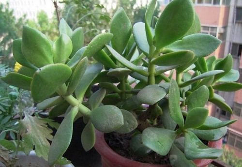 燕子掌的养殖方法燕子掌的功效大全