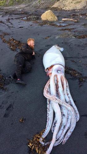 scp-252特异大赤鱿鱼,基金会成员仿佛已经闻到铁板鱿鱼的香味了