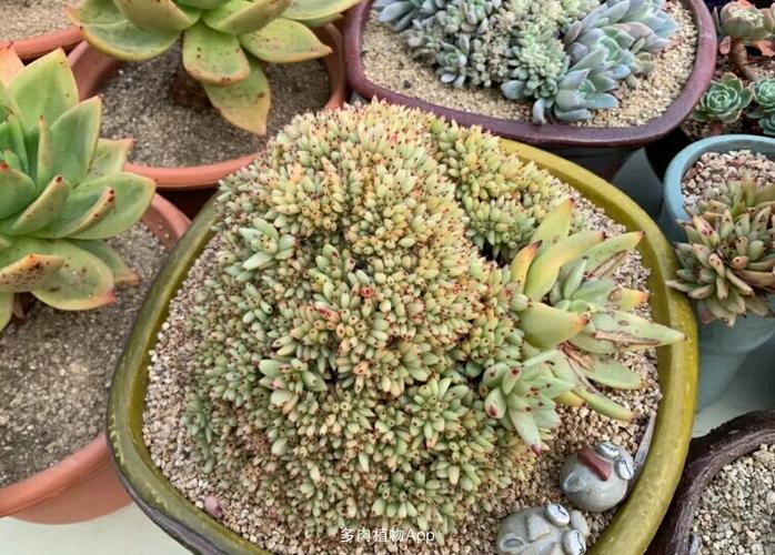 真正的芝麻虎鲸