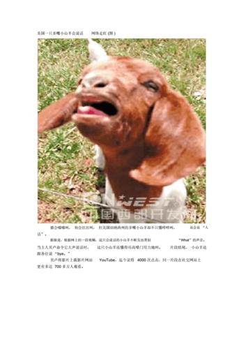 美国一只多嘴小山羊会说话网络走红(图).doc