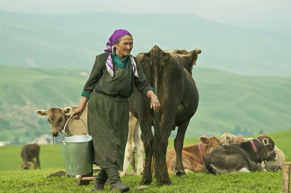 草原光影-郭雷草肥羊壮-陈金妹冰瀑-奚学江冰川奇芭雪莲花-刘璞别有