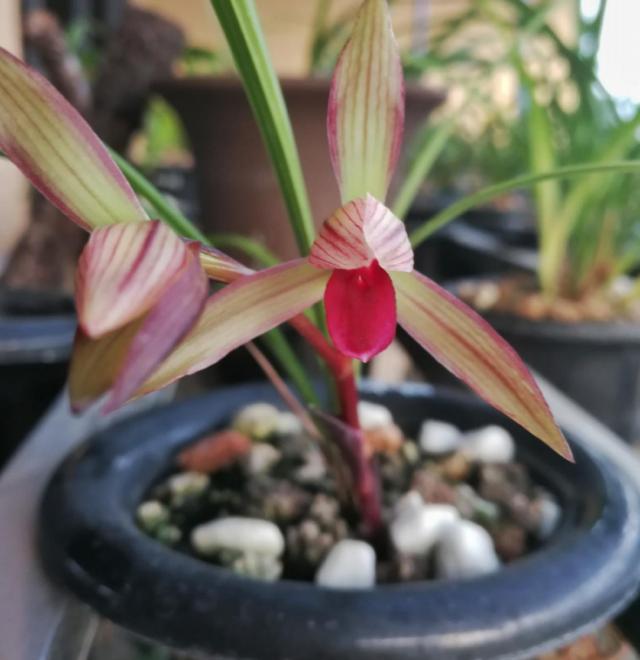 春兰红素经典"滇红素"来了,花杆水红,幽香袭人,新手也