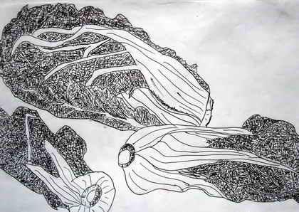 蘑菇简笔画大白菜简笔画图片白菜九线描写生白菜和莴苣涂色白菜素描