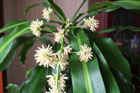 巴西木开花是什么兆头有毒吗能放客厅吗寓意及风水作用