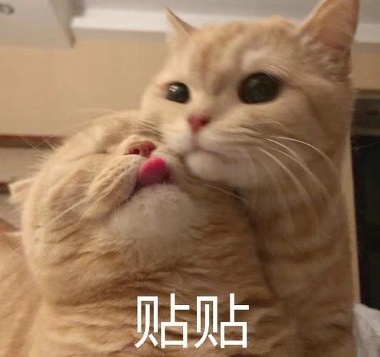 今日份的猫猫可爱表情包来啦