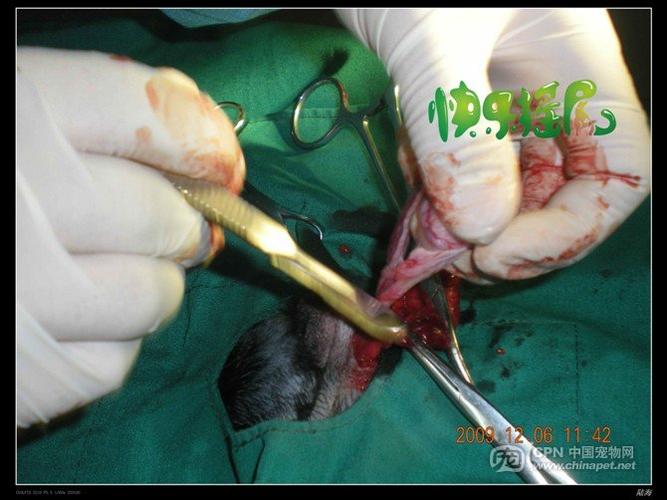 犬睾丸切除