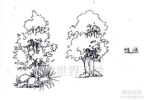 植物单体手绘