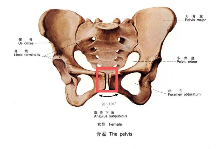 图中红框处为两片耻骨(无韧带覆盖)
