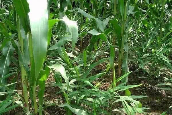 玉米,套种,红薯,大豆