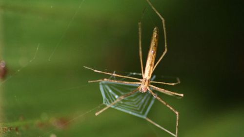 这些蜘蛛用巨大的眼睛在夜间捕捉猎物