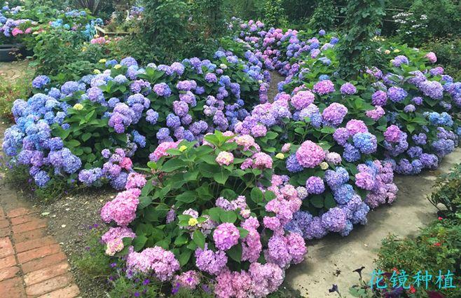 【海蒂的花园】大花绣球 无尽夏 八仙花 花卉 盆栽植物 绣球小苗