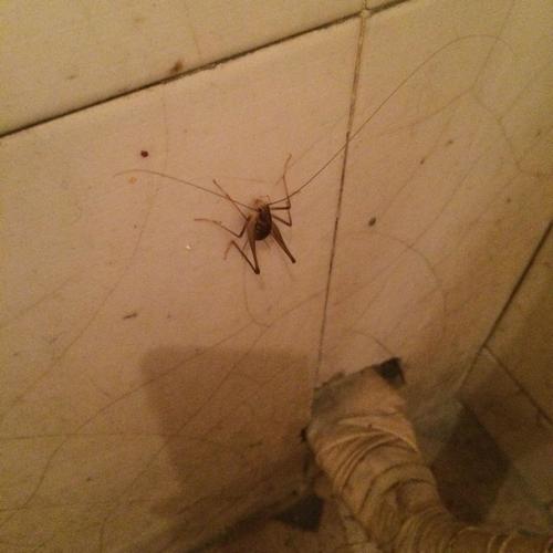 这是蛐蛐吗?值钱不?