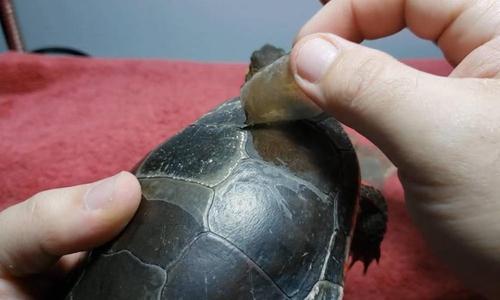 主人强制给乌龟脱壳,隔着屏幕都觉得爽,乌龟:这是人干的事吗
