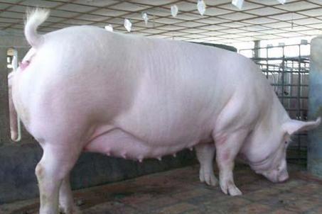 怀孕母猪不吃食怎么办?只需简单几招,轻松恢复母猪食欲!