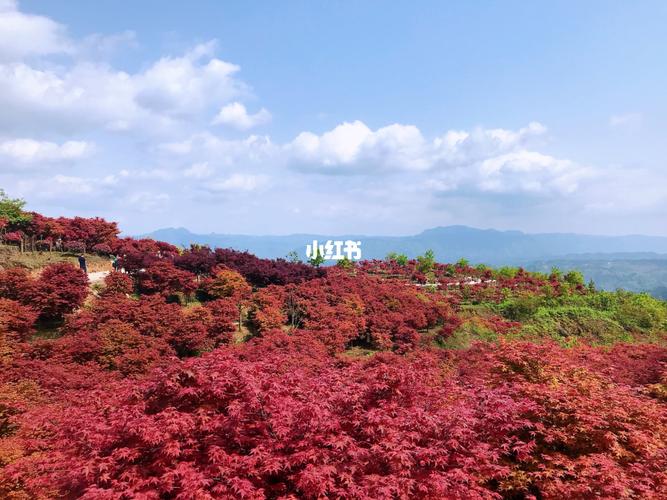 巴南松木嘴红枫_松木嘴自由行热门攻略_周末_爬山_出行_人文风光展示