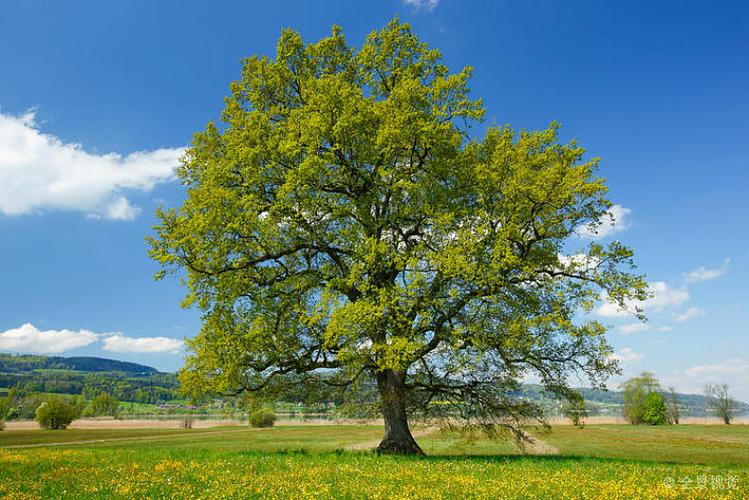 橡树_树_瑞士_图片大全—全景创意图库(quanjing.com)