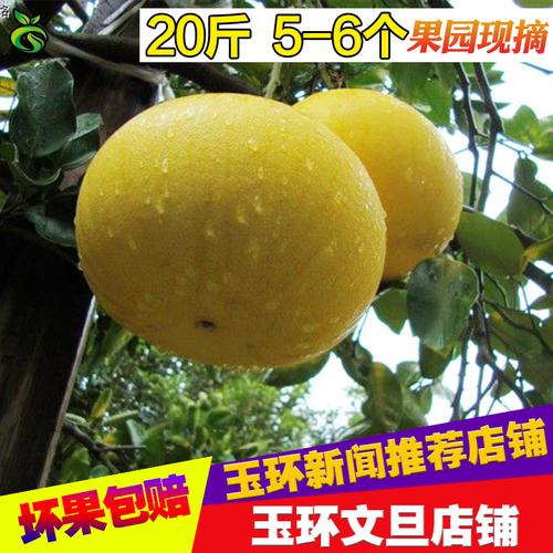 20斤6个正宗玉环文旦柚子新鲜水果包邮浙江楚门特产白心蜜柚农家_7折
