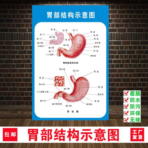 人体胃部解剖系统示意图医学宣传挂图人体器官心脏结构图医院海报