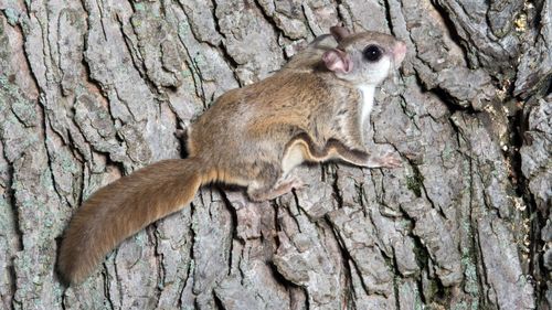 寒号鸟被冻死的根本原因是什么