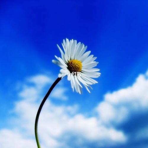 有阳光的日子心情舒爽