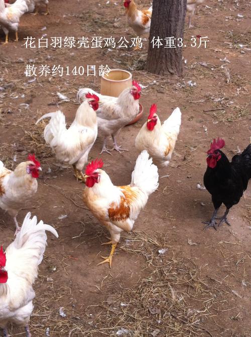 杂交土鸡 - 国鸡(麻鸡/三黄鸡/土鸡)专区 - 鸡病专业网论坛