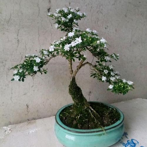 养盆景六月雪,记住3点,枝叶茂盛,造型美