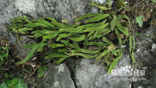 石韦的功效与作用