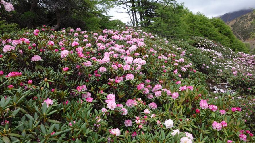 高山杜鹃花园白马雪山香格里拉----大自然送给人类的礼物