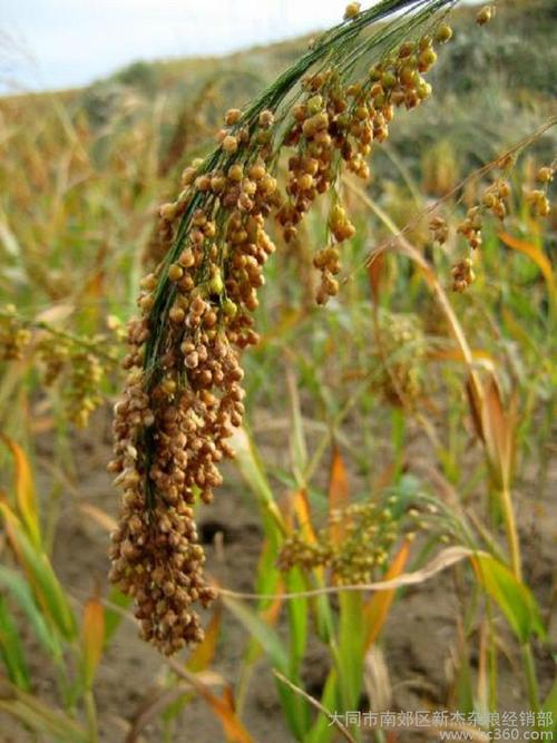 杂粮黍子